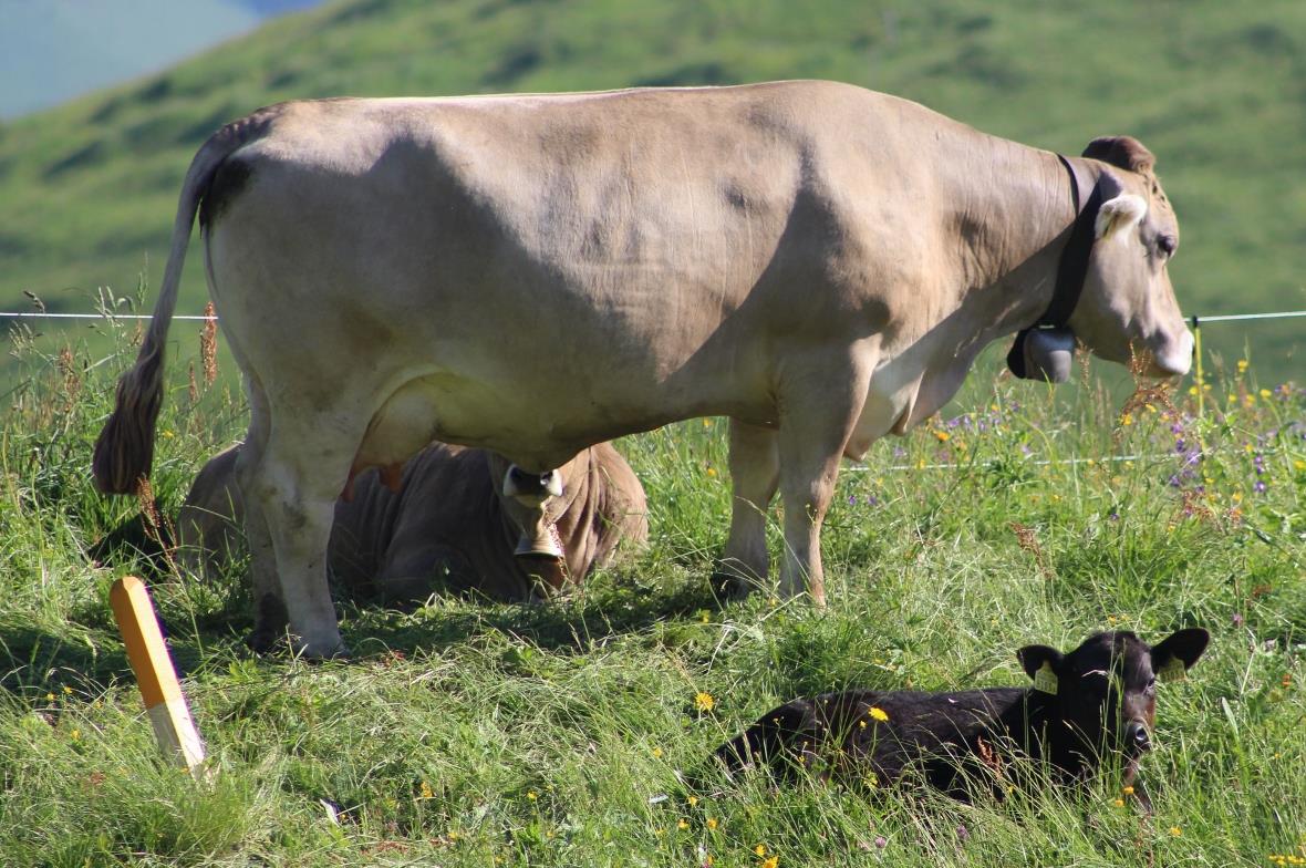 «Beef Naturpark Diemtigtal» interessiert Viehzüchter und Wanderer