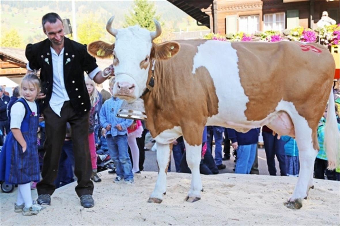 Peter Zimmermanns Kuh «Milka» wird Miss Lenk