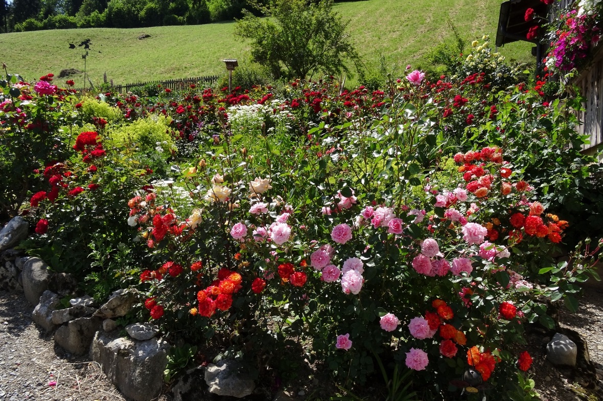 Blumen blühen, es ist anfangs Juni – der Gartensommerweg ist offen!